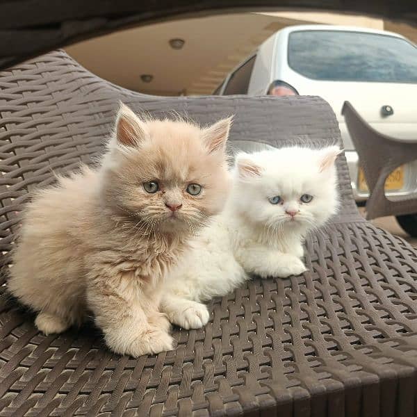 Persian cat/Persian kittens/triple coated/punch face/ 6