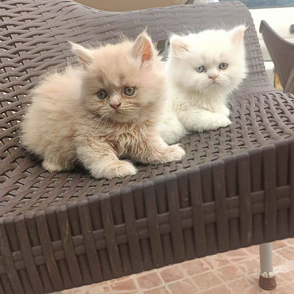 Persian cat/Persian kittens/triple coated/punch face/ 7