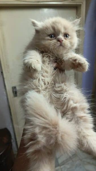 Persian cat/Persian kittens/triple coated/punch face/ 8