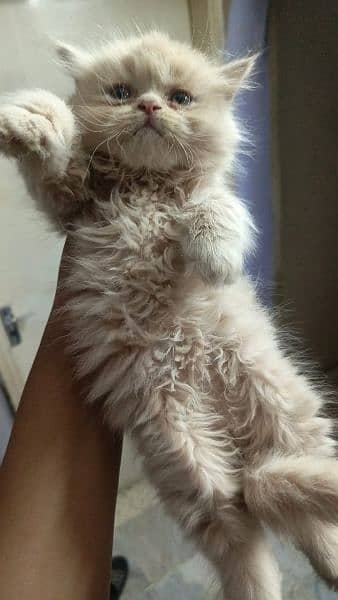Persian cat/Persian kittens/triple coated/punch face/ 10