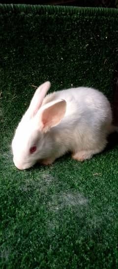 New Zealand white bunnies