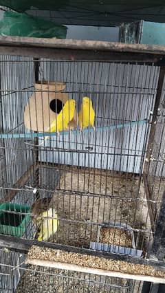 budgies pair for sell