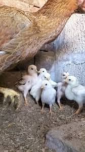 Quality chenna chicks 1
