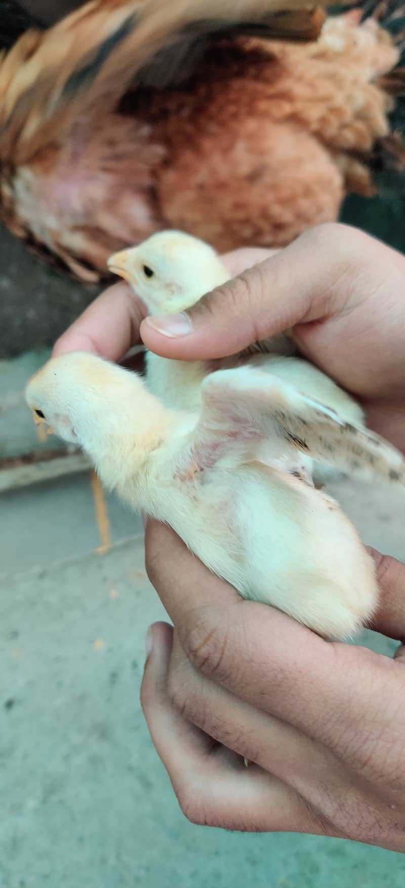 Quality chenna chicks 2