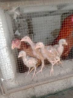 Aseel chicks for sale age 4 month for sale 5 chicks