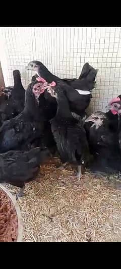 Austrolorp black chicks
