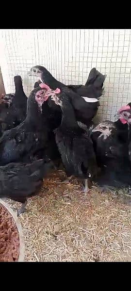 Austrolorp black chicks 0