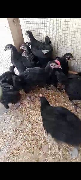 Austrolorp black chicks 1