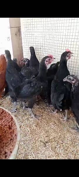 Austrolorp black chicks 2
