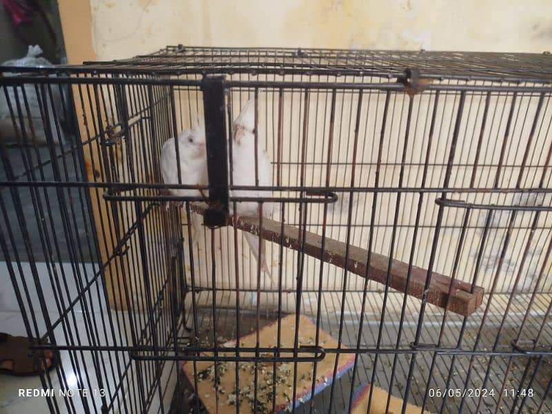 cocktail parrot pair for sale with awsum kron cage 0