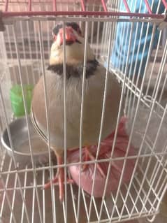 cakor male 8month with out cage 6500