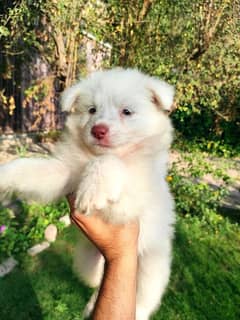 Russian pups fluffy and cute