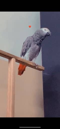 african grey parrot only mesg on whatsapp