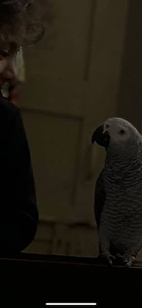 african grey parrot only mesg on whatsapp 1