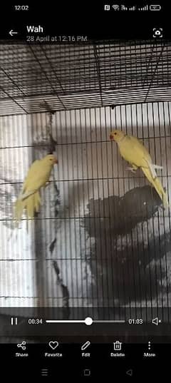 yellow ringneck set up for sale at a reasonable price