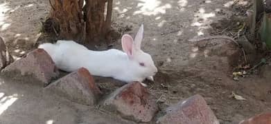 Rabbits خرگوش 0