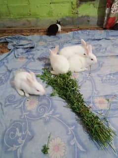 Rabbit Bunnies And Breeder Availble