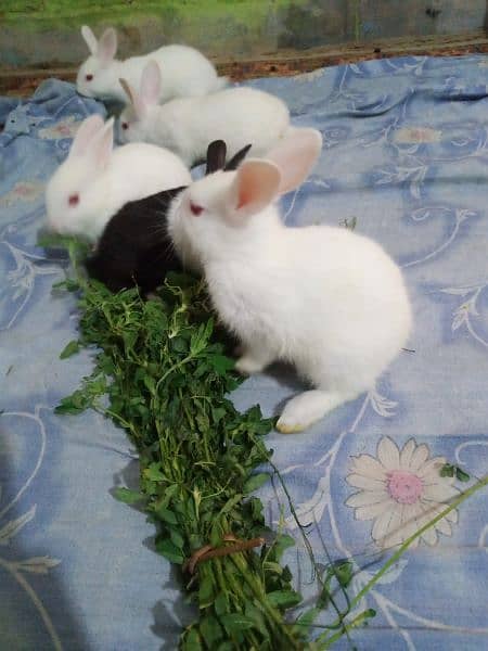Rabbit Bunnies And Breeder Availble 2