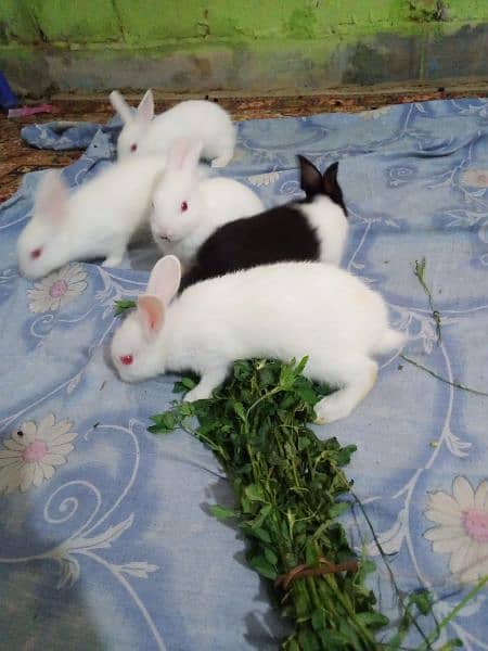 Rabbit Bunnies And Breeder Availble 3