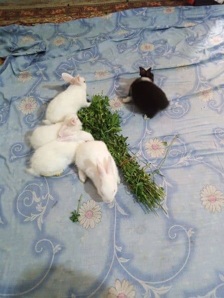 Rabbit Bunnies And Breeder Availble 4