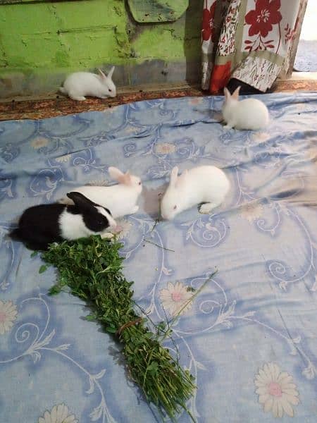 Rabbit Bunnies And Breeder Availble 6