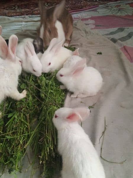 Rabbit Bunnies And Breeder Availble 7