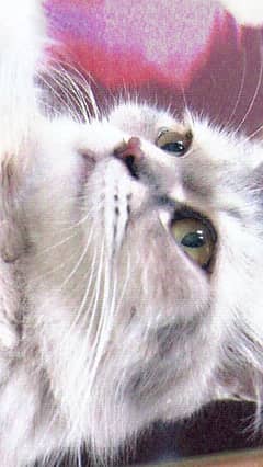 Female Siberian Cat  Age 16 Months
