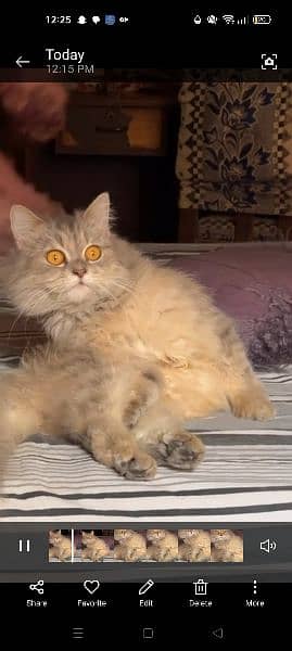 Female Siberian Cat  Age 16 Months 6