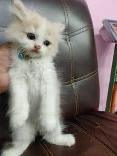 Kitten up for sale