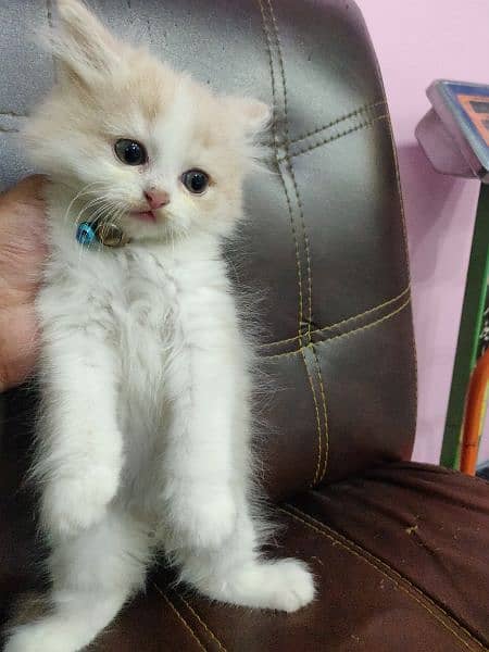 Kitten up for sale 0