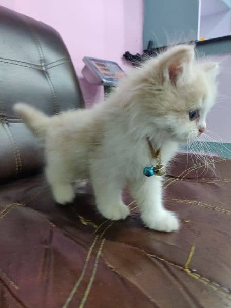Kitten up for sale 1