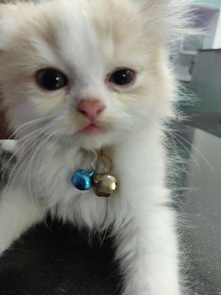 Kitten up for sale 8