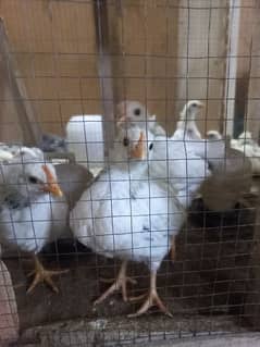 light Sussex chicks