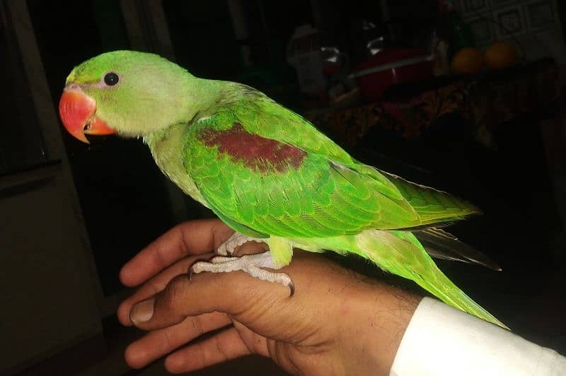 raw green color parrot hand Tam parrot full cover ha 0306 0166668 6