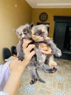 Persian triple coated kitten