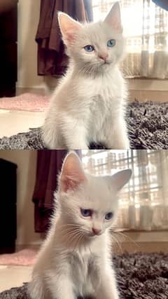 Loving white kitten.