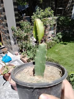 Dragon fruit healthy plant 4 months old