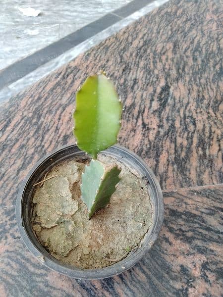 Dragon fruit healthy plant 4 months old 1