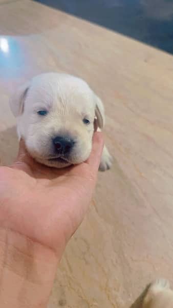 Lab pups 4 days old for sale!! 14