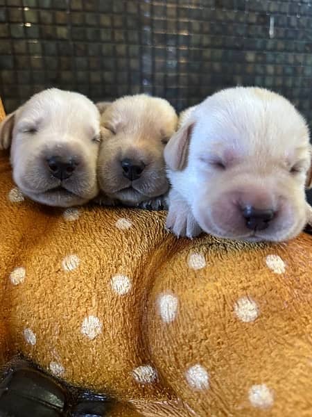 Lab pups 4 days old for sale!! 15