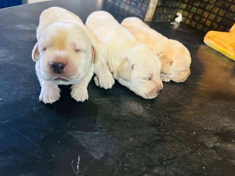 Lab pups 4 days old for sale!! 16