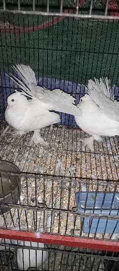 High flyer lucky Export quality breeder fancy pigeons