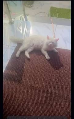 Persian Cat Urgent sale