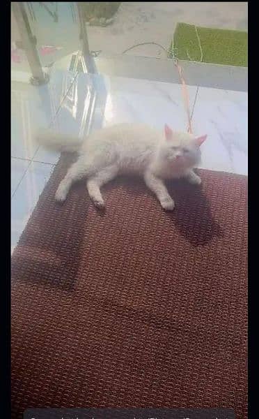 Persian Cat Urgent sale 0