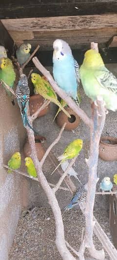 20 astulian parrot pair