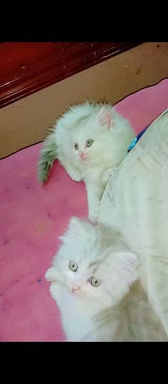 pure Persian kittens 0