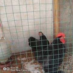 blue or black bantam ready to breed pairs available  age 5.5 month