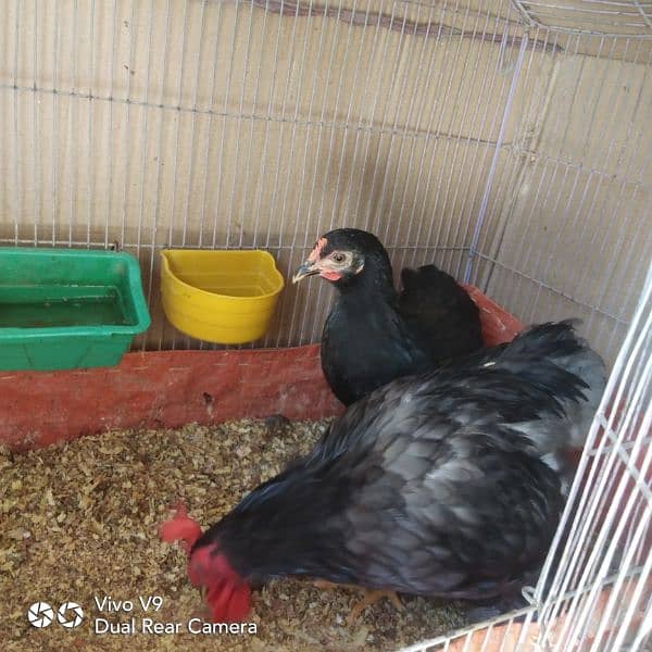 blue or black bantam ready to breed pairs available  age 5.5 month 1