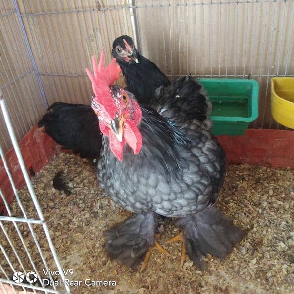 blue or black bantam ready to breed pairs available  age 5.5 month 2