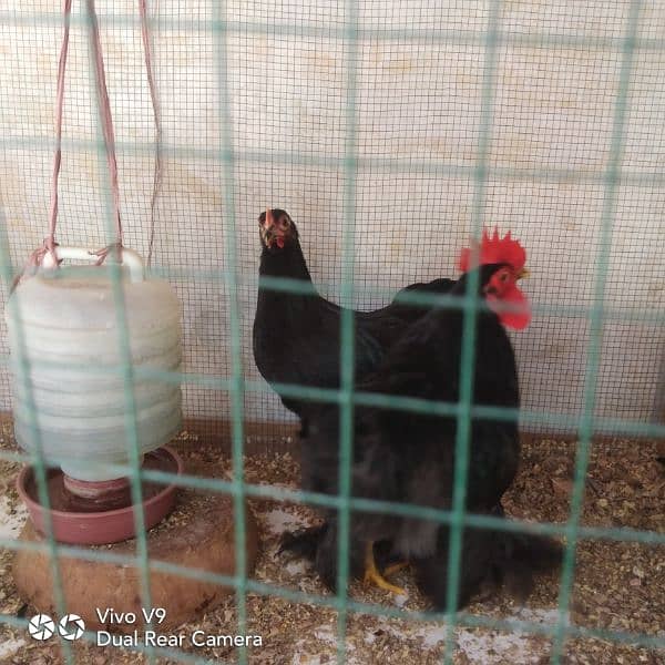 blue or black bantam ready to breed pairs available  age 5.5 month 3